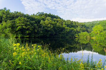 花が咲き森と空が反射する池／長野県八千穂高原こまどり池