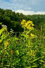 野草に混じって咲く硫黄草（クサレダマ）の花／Lysimachia vulgaris var. davurica