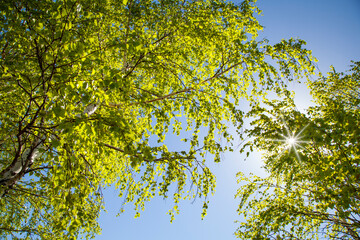 Spring forest, view up. Sun through the foliage.