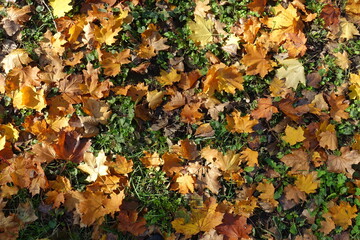 Norway maple leaves on the ground in mid October
