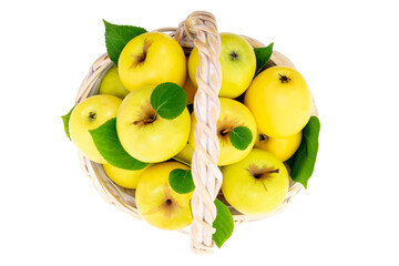 Fresh juicy yellow apples with green leaves in wicker basket isolated on white background. Gardening, summer or autumn harvest of ripe fruits. Healthy eating.