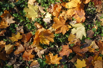 Orange and brown fallen leaves of maple in mid October