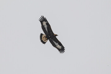 Eagle