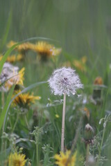 Pusteblume - L&ouml;wenzahn