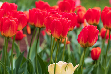 Red tulips in the botanical garden. close-up.2021