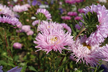Obraz premium Thread like petaled pink flowers of China asters in September