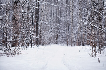 Winter forest. Landscape of the park in winter. Snow-covered trees at the edge.