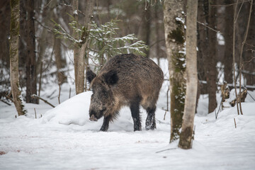 Wild boar Winter Russia