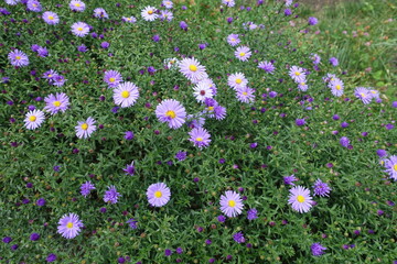 Closed buds and violet flowers of Michaelmas daisies in September