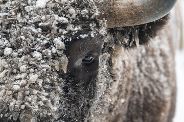 Wisent bizon winter forest © Stanislav