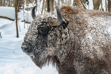 Wisent bizon winter forest © Stanislav