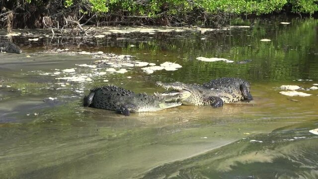 couple of crocodiles in the lagoon eat, jaws open, teeth in the foreground, wild animals
