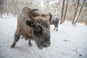 Wisent bizon winter forest © Stanislav