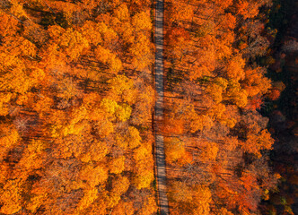 Aerial autumnal scene in the forest