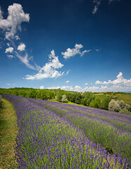 Nice lavender field in Hungary in spring