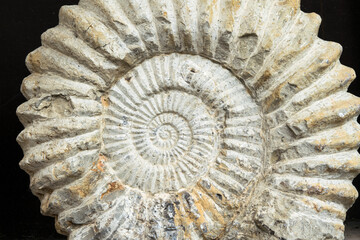 Teil eines großen versteinerten Ammoniten