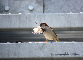 Spatz mit Nistmaterial im Schnabel