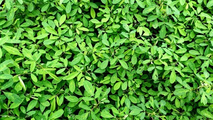 green leaves background