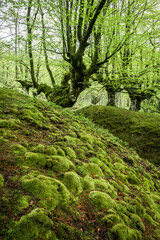 inside otzarret forest in basque country, Spain