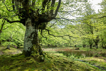 inside otzarret forest in basque country, Spain