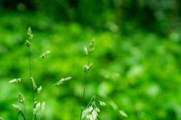spikelet, grass with artistic blur on the background of a field in the forest.