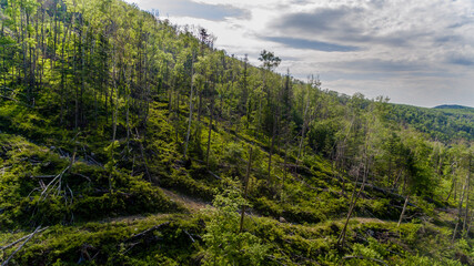 View from above. A place where trees were cut down in a dense Russian forest. An old felling area with illegal cutting of coniferous trees. Ecological catastrophy.