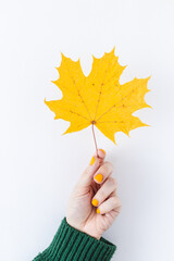 Hand holding autumn maple leaf