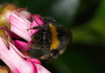 close up of bumble bee on flower