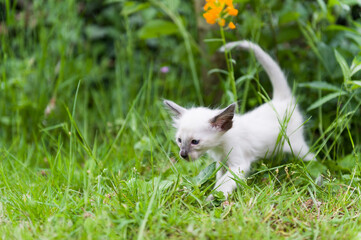 Fototapeta na wymiar Balinesen Kitten im Grünen