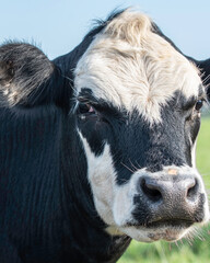 Extreme close up black baldy portrait