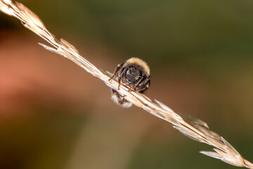 Bienen