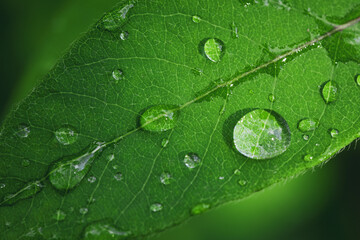 Water drops on the green leaves of the honeysuckle branch.