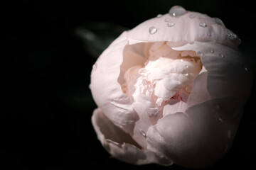 White peony flower bud with waterdrops on a black background, close-up.