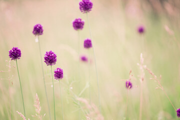 Summer meadow background. Beautiful purple wildflowers among a high grass on a June field. Flowers of a round-headed leek, Allium sphaerocephalon.