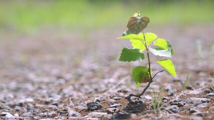 A small birch tree in a rocky plain. Ecology symbol. Natural growth and sunlight, the concept of sustainable plant growth