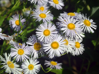 White beautiful daisies in green grass in summer.