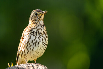 The mistle thrush (Turdus viscivorus) is a bird common to much of Europe, temperate Asia and North Africa. It is a year-round resident in a large part of its range.