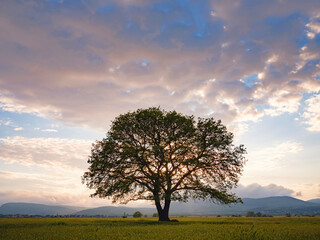 Fototapeta na wymiar old oak tree over spring sunset sky