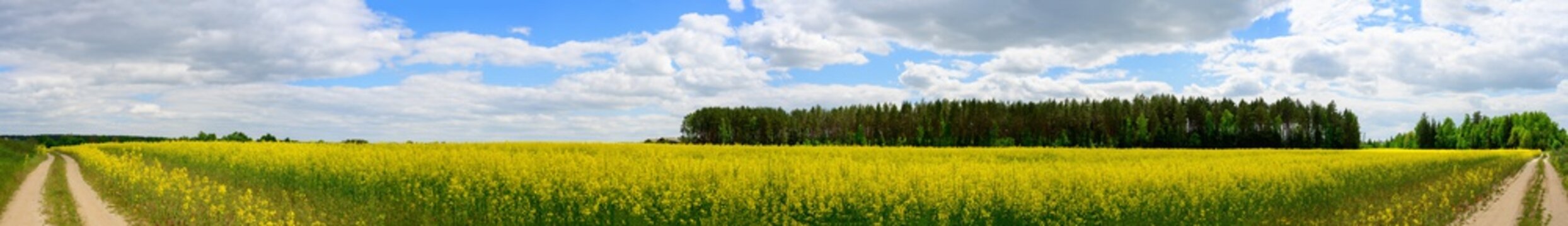 Panoramic photo of rapeseed field with road against the background of sky and sun in summer