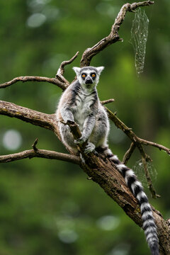 The ring-tailed lemur (Lemur catta) is a large strepsirrhine primate and the most recognized lemur due to its long, black and white ringed tail. It belongs to Lemuridae, one of five lemur families.