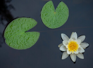 White water lily with large white flowers and green leaves on the surface of a lake in the Republic...