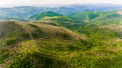 Fototapeta na wymiar View from above. A place where trees were cut down in a dense Russian forest. An old felling area with illegal cutting of coniferous trees. Ecological catastrophy.