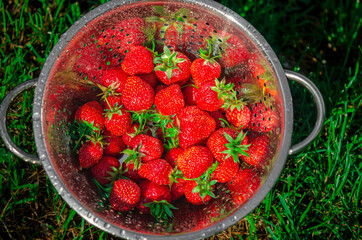 Red ripe strawberries in a stainless steel colander are rinsed under water