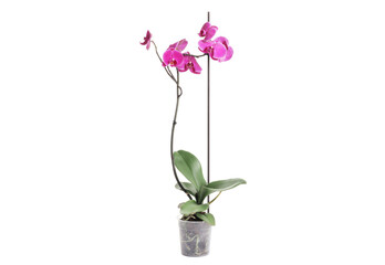 orchid, red flower isolated on white background. Flower in a pot. Indoor plant.