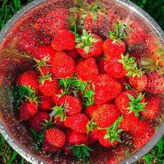 Red ripe strawberries in a stainless steel colander are rinsed under water