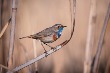 Beautiful bluethroat bird sits on a reed