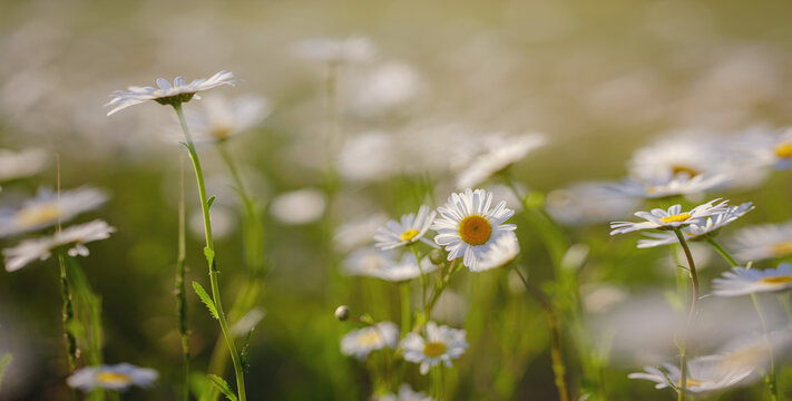 Daisies in sunny spring garden, beautiful outdoor floral background photographed with selective focus