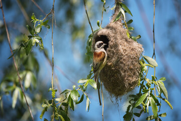 Cute little bird European penduline tit sits on the nest © viktoriya89