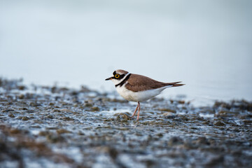 Little ringed plover bird on the lake shore