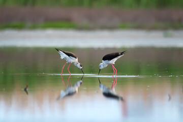 Obraz premium Black-winged stilts birds on the lake